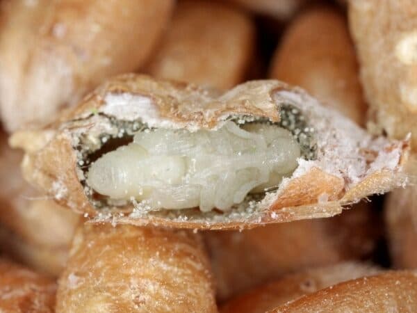 Larve del punteruolo del grano all'interno di un chicco di cereale