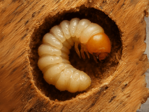 Larva biancastra di tarlo del legno con corpo ricurvo