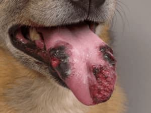lingua cane processionaria necrosi