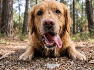 processionaria cani sintomi