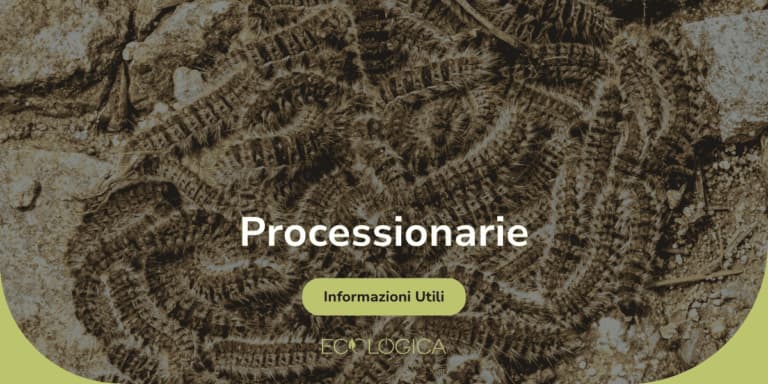 guida per processionarie cosa sono