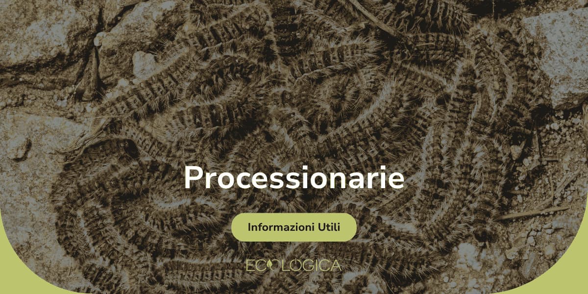 guida per processionarie cosa sono
