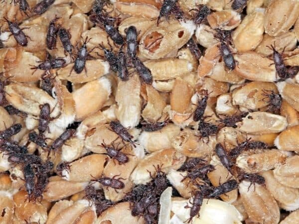 grave infestazione di punteruoli del grano tra i chicchi di cereali, con numerosi insetti visibili sia sui chicchi che nelle vicinanze.