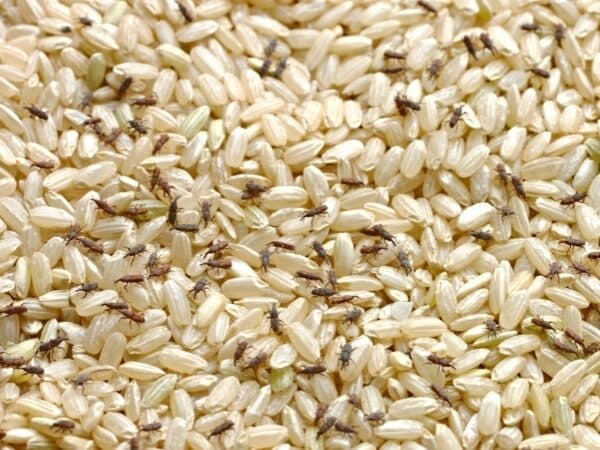 Infestazione di punteruolo del grano nel riso
