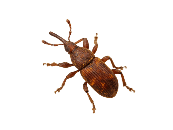 Sitophilus oryzae - Punteruolo del riso