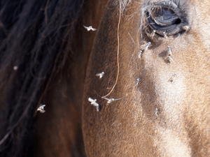 Puntura di tafano su cane o cavallo con area arrossata