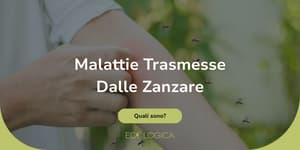 quali malattie possono portare le zanzare