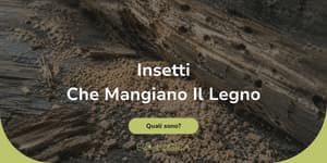quali sono gli insetti che si nutrono di legno