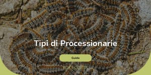 quali sono le specie di processionarie
