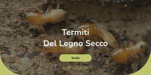 quali sono le termiti che vivono nel legno secco