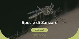 quanti tipi di zanzara ci sono