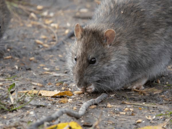 ratto di fogna gigante mentre mangia