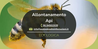 servizio allontanamento api