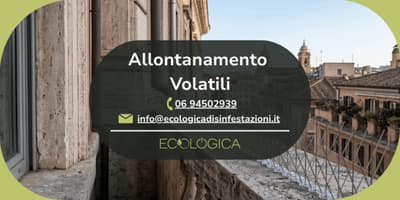 servizio allontanamento volatili