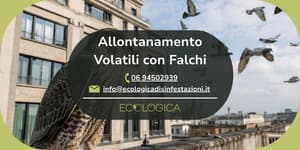 servizio di allontanamento volatili con falchi