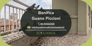 servizio di bonifica guano piccioni
