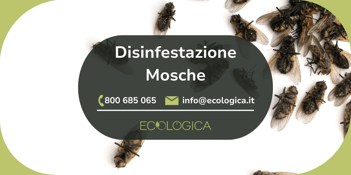 servizio di disinfestazione mosche