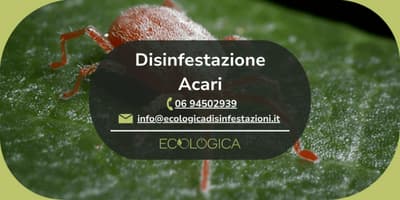 servizio disinfestazione acari