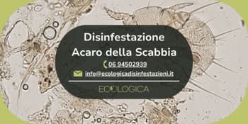 servizio disinfestazione acaro della scabbia