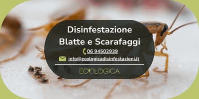 servizio disinfestazione blatte e scarafaggi