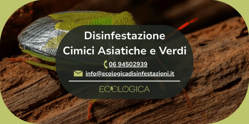servizio disinfestazione cimici asiatiche e verdi