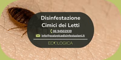 servizio disinfestazione cimici dei letti