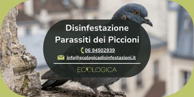 servizio disinfestazione parassiti piccioni
