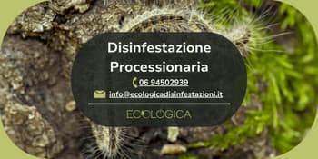 servizio disinfestazione processionaria