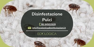 servizio disinfestazione pulci