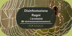servizio disinfestazione ragni