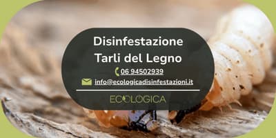 servizio disinfestazione tarli del legno