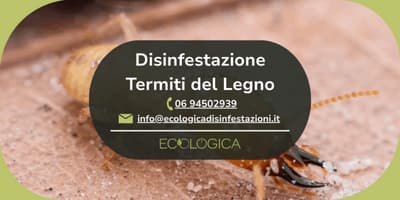 servizio disinfestazione termiti del legno