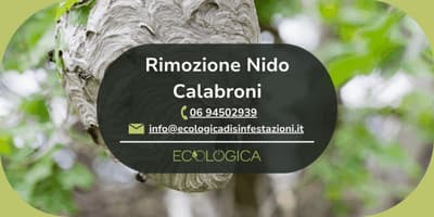 servizio rimozione nido calabroni