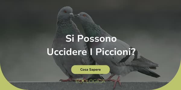 si possono uccideere i piccioni