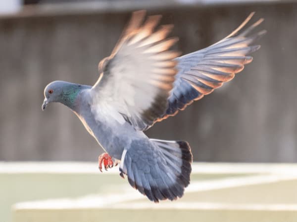 Piccione in volo, simbolo della libertà di questi uccelli selvatici.
