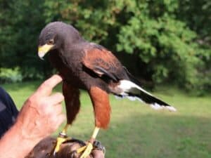 Falco in primo piano su guanto di falconiere, utilizzato per scacciare i piccioni dalle aree urbane.