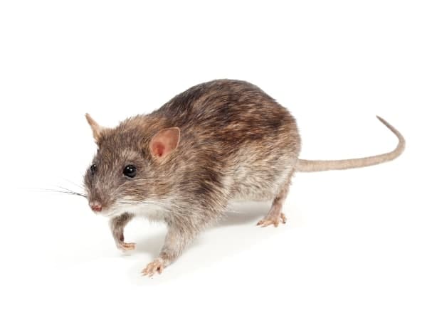 ratto marrone conosciuto come Rattus norvegicus o ratto delle chiaviche