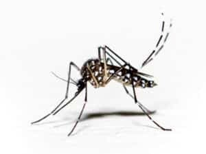 Aedes aegypti o zanzara della febbre gialla su sfondo bianco