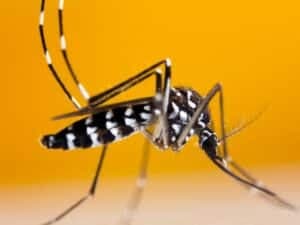 zanzara tigre su sfondo arancione