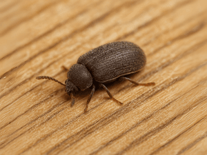 Adulto di Anobium punctatum, piccolo coleottero bruno-rossiccio