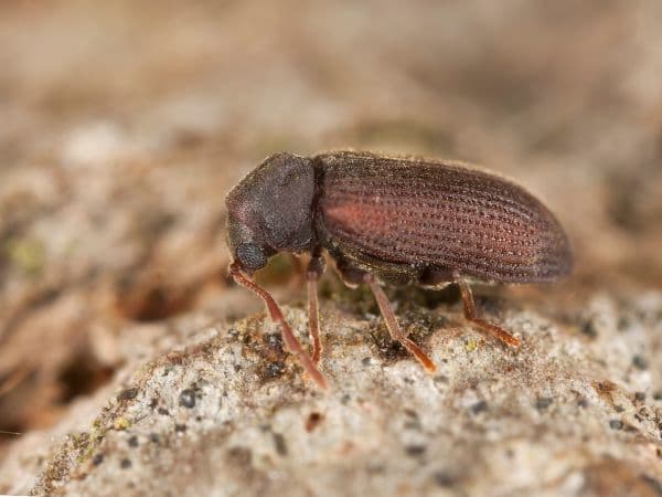 tarlo dei mobili in primo piano dal colore marrone rossiccio