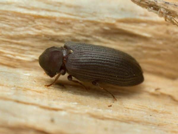 tarlo anobium punctatum visto con lente di ingrandimento