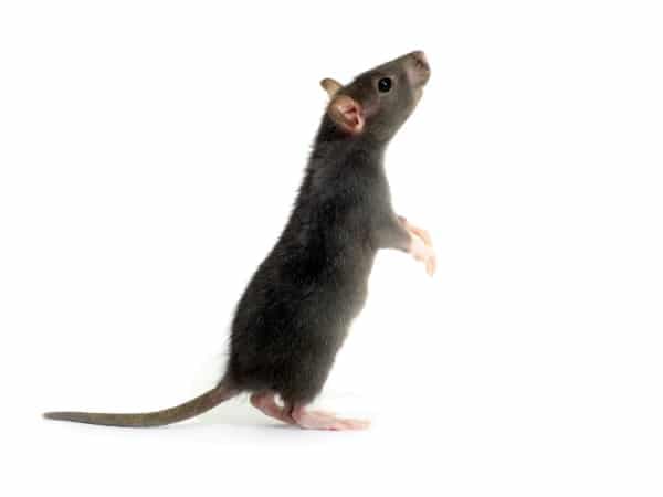 tipo di ratto nero