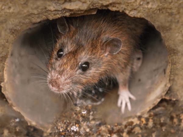 Primo piano di un esemplare adulto di Rattus norvegicus all'interno di una condotta in cemento.