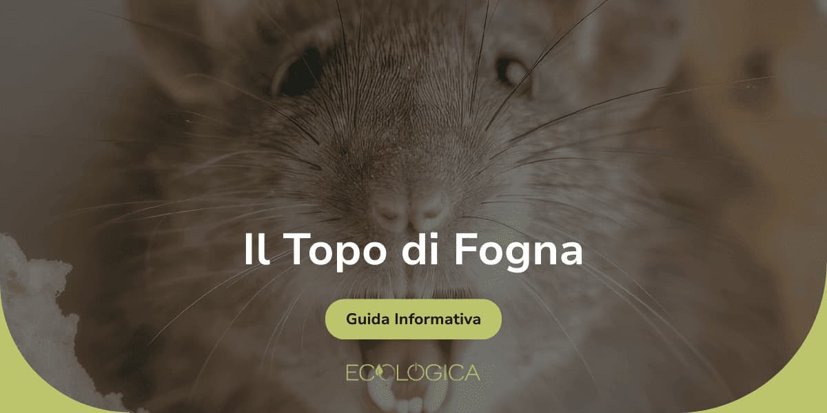 Copertina della guida informativa Ecologica dedicata al Topo di Fogna (Rattus norvegicus), con primo piano di un ratto. Ideale per riconoscere ratti di fogna giganti e pantegane.