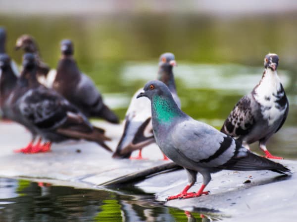 Gruppo di piccioni vicino all'acqua, un'immagine comune che evidenzia il loro adattamento agli ambienti cittadini.