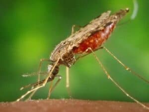 zanzara anofele specie maculipennis mentre punge