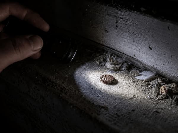 zecche dei piccioni disinfestazione