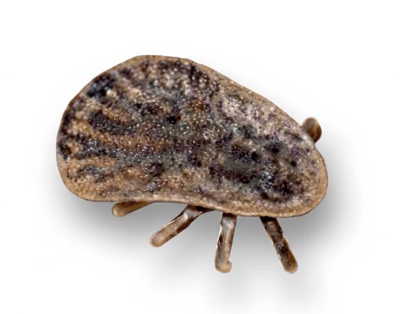 zecche molle dei piccioni
