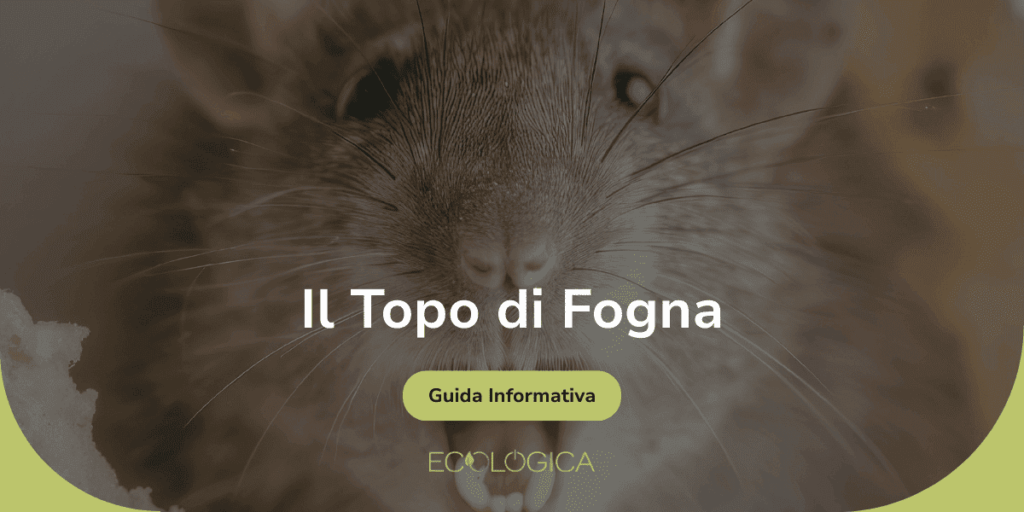 Copertina della guida informativa Ecologica dedicata al Topo di Fogna (Rattus norvegicus), con primo piano di un ratto. Ideale per riconoscere ratti di fogna giganti e pantegane.